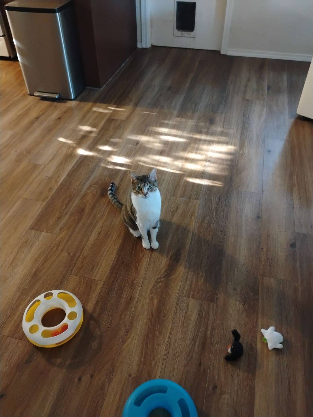 Persphone, a cat found on Chonk Finder