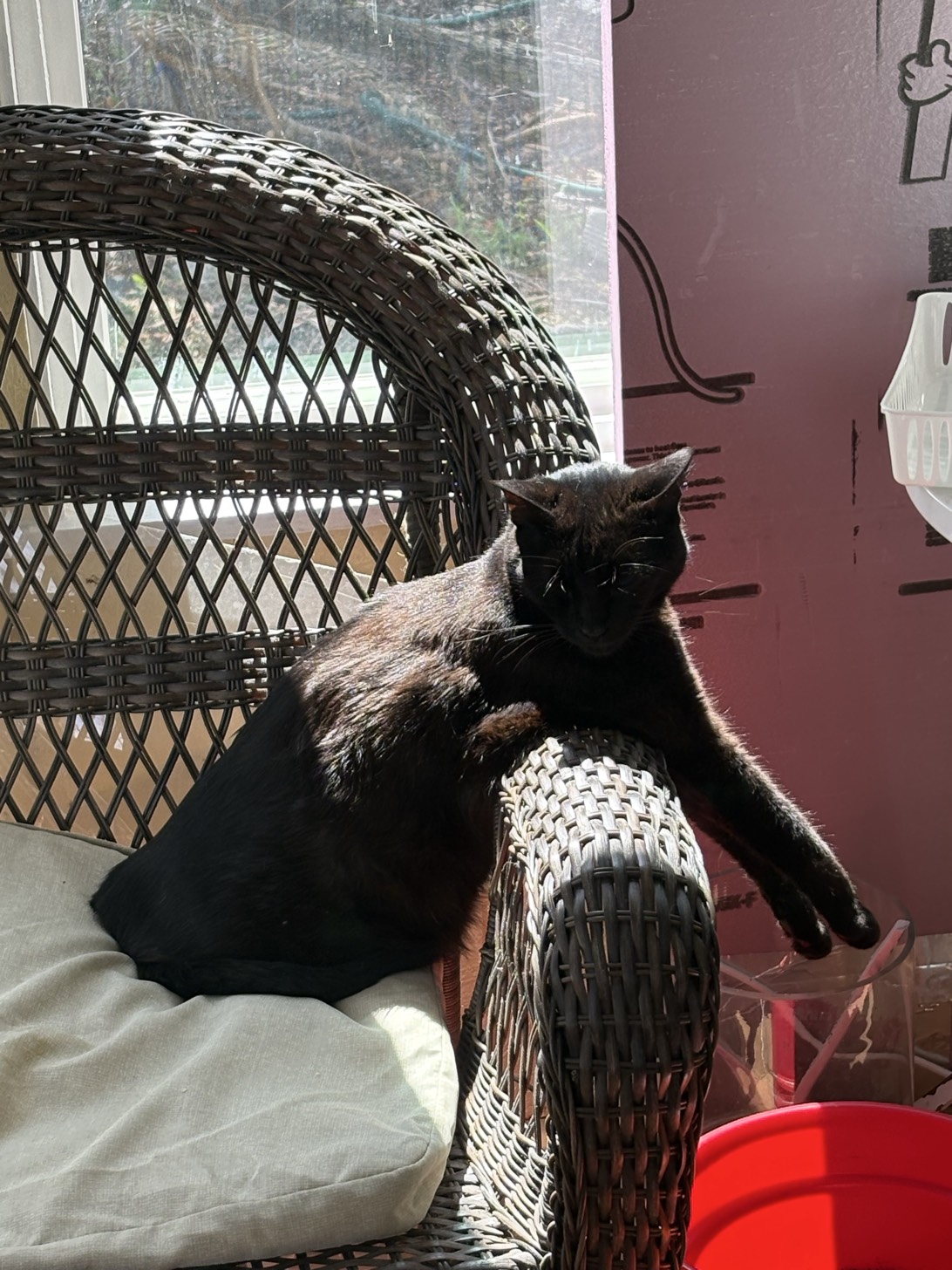 Maz, a cat found on Chonk Finder