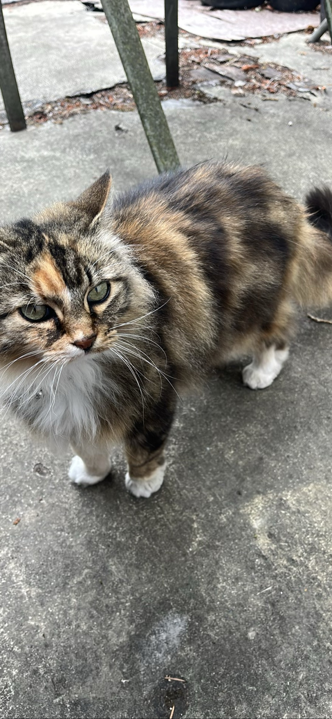 Rooster, a cat found on Chonk Finder
