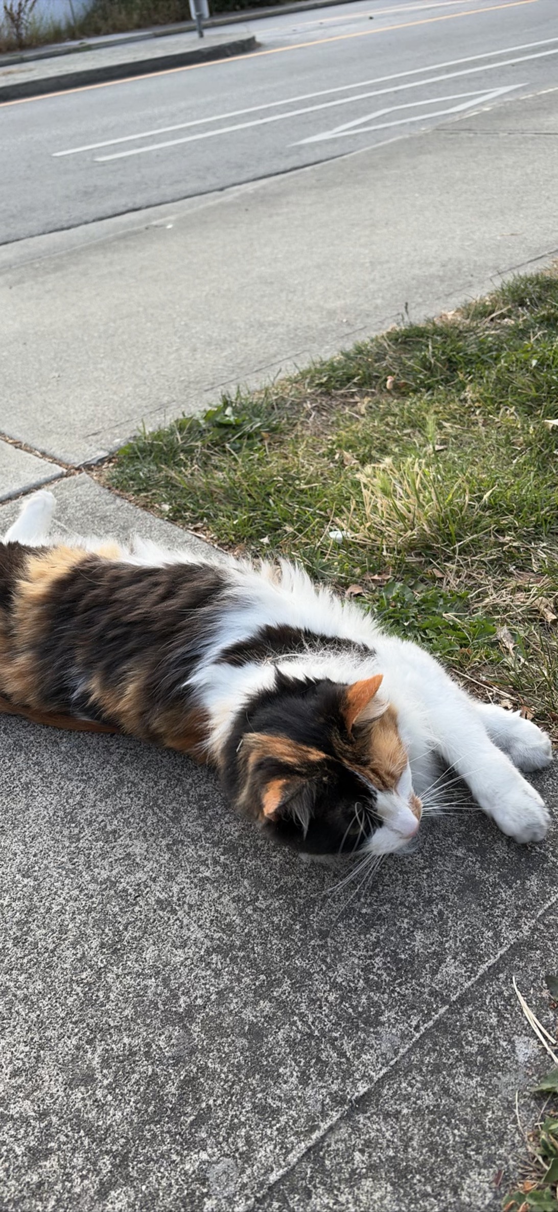 Caramel Macchiato, a cat found on Chonk Finder