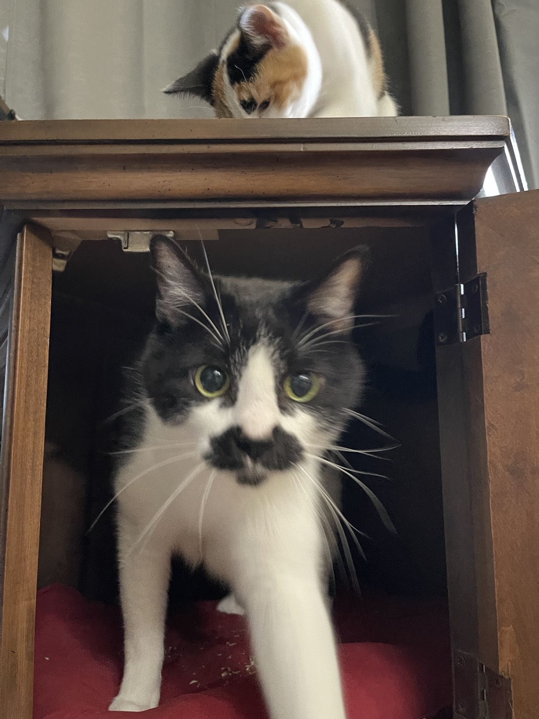 Monsieur, a cat found on Chonk Finder