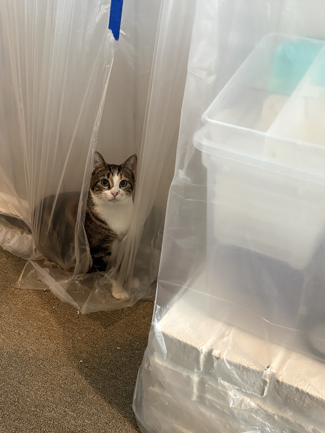 Mina, a cat found on Chonk Finder