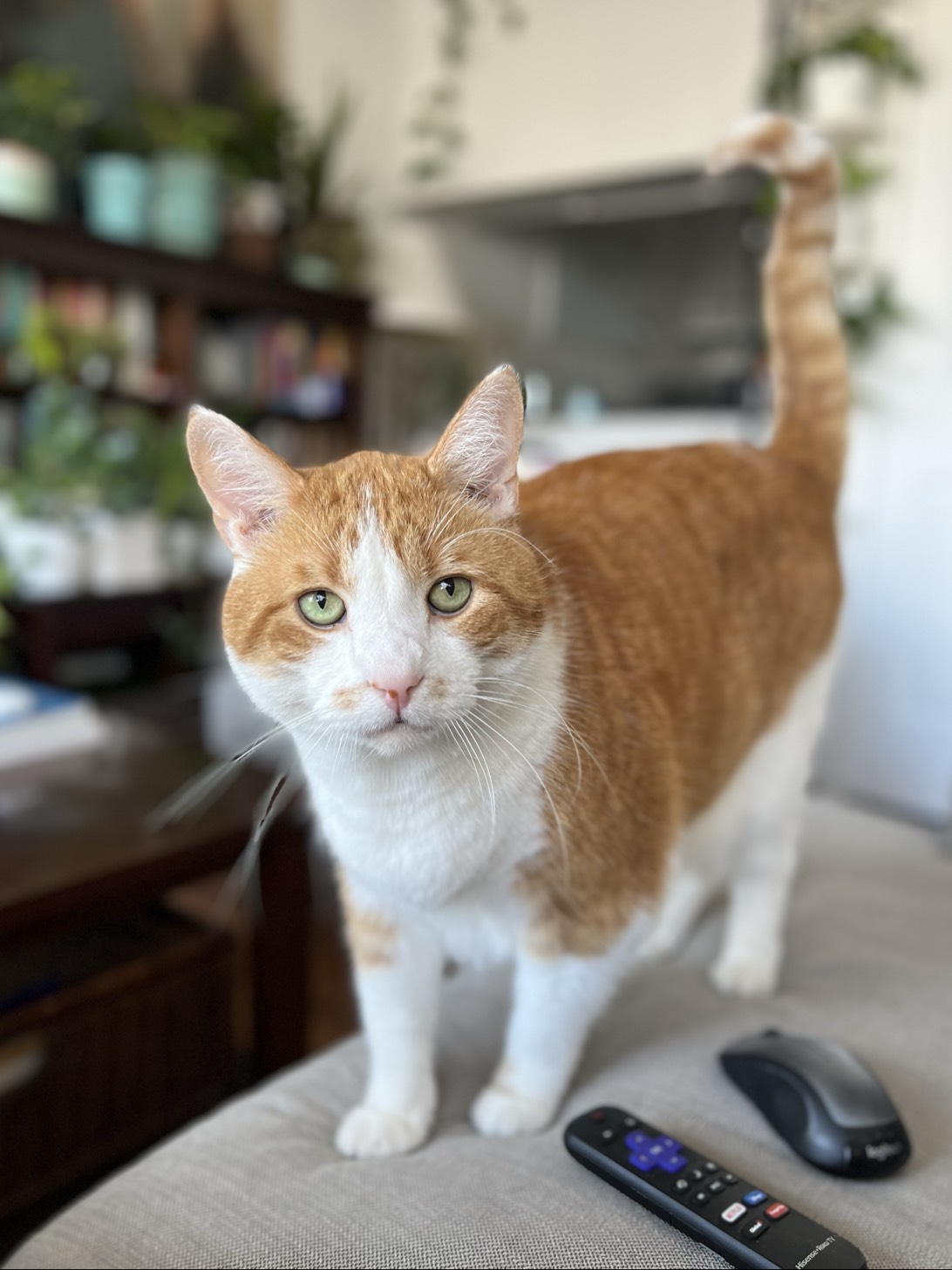 Harvey, a cat found on Chonk Finder