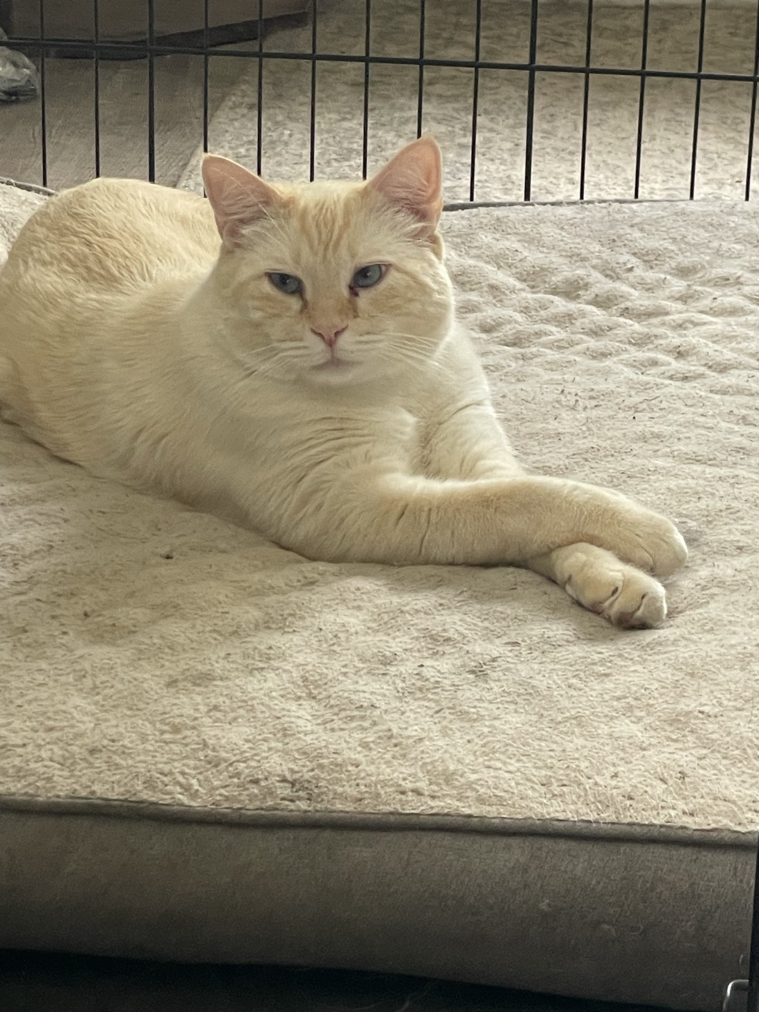 Teddy, a cat found on Chonk Finder