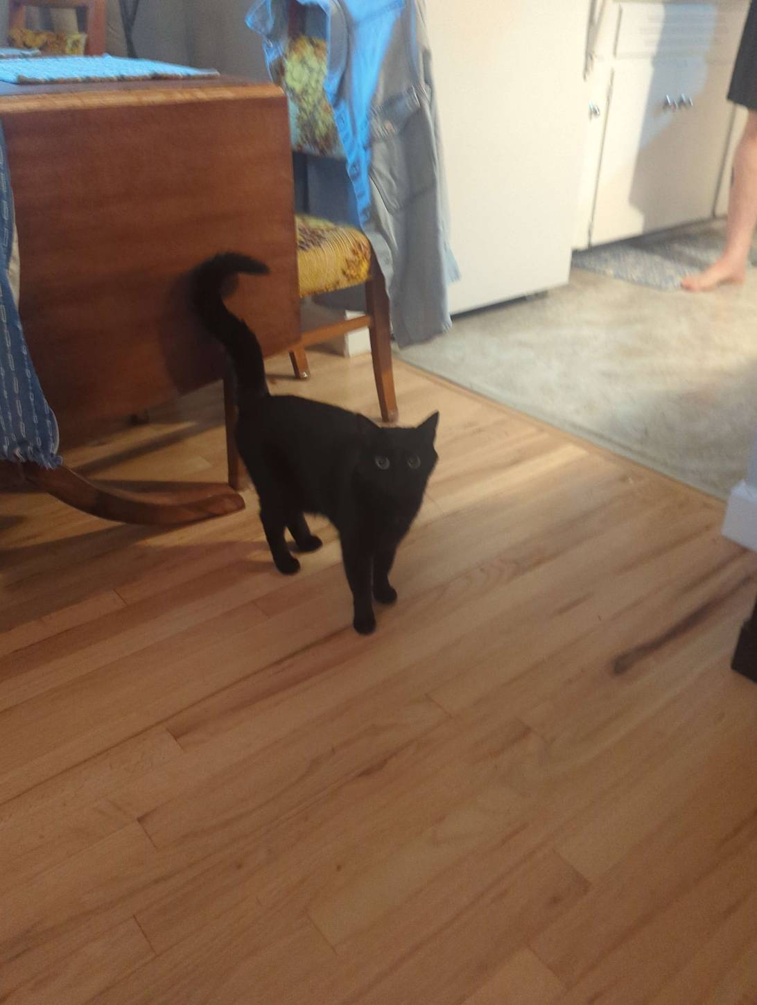 Shoes, a cat found on Chonk Finder