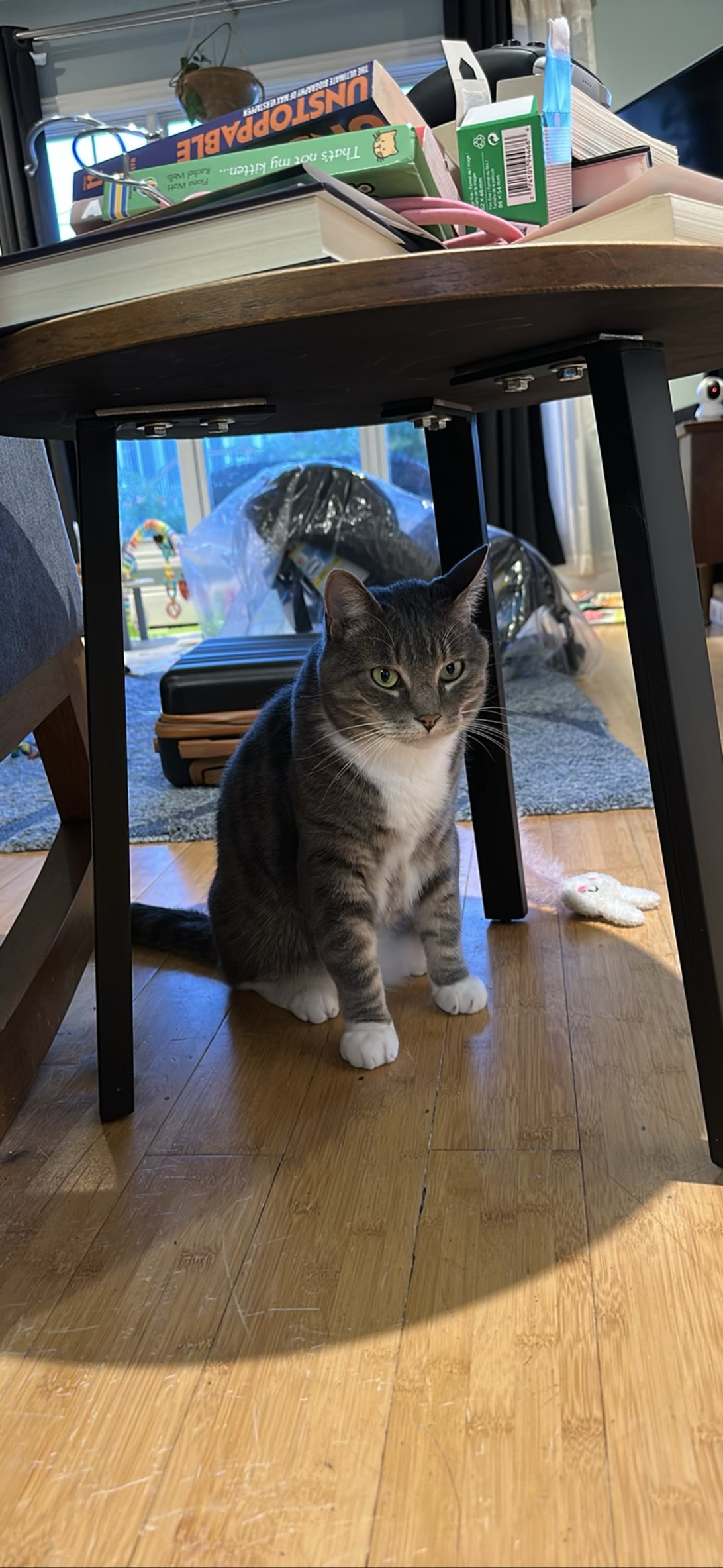 Zuko, a cat found on Chonk Finder