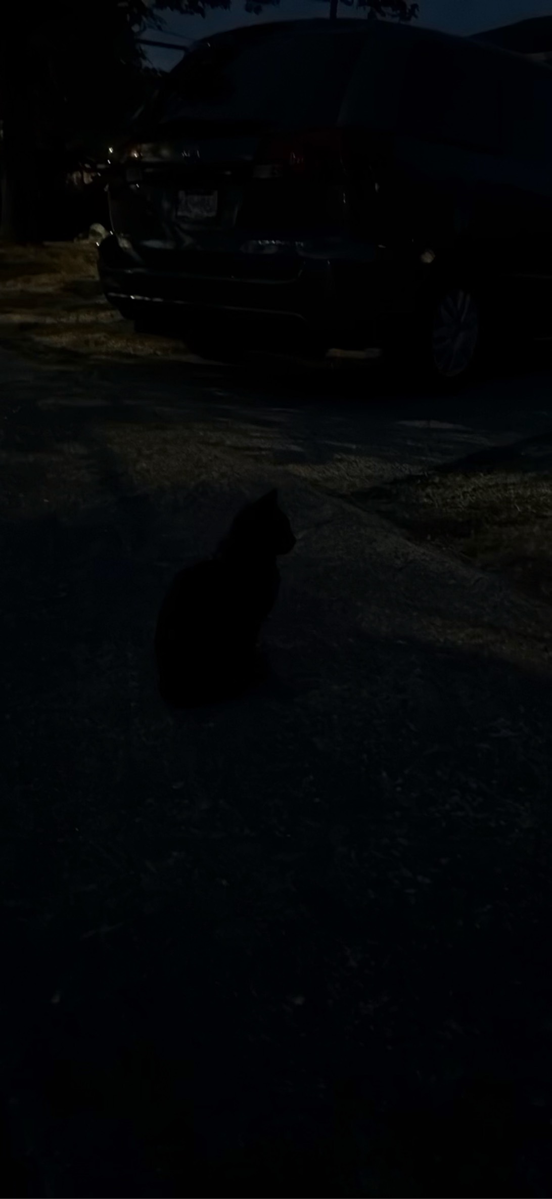 Midnight Shadow, a cat found on Chonk Finder