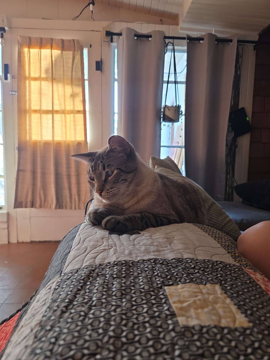 Chili, a cat found on Chonk Finder