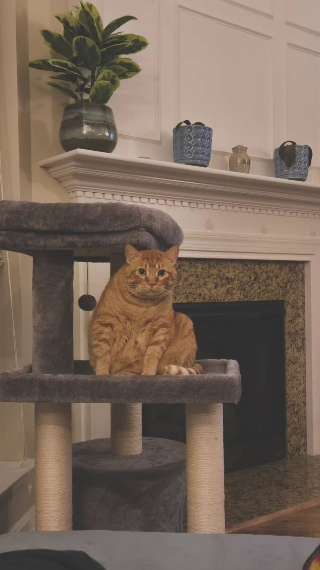 Tukee, a cat found on Chonk Finder