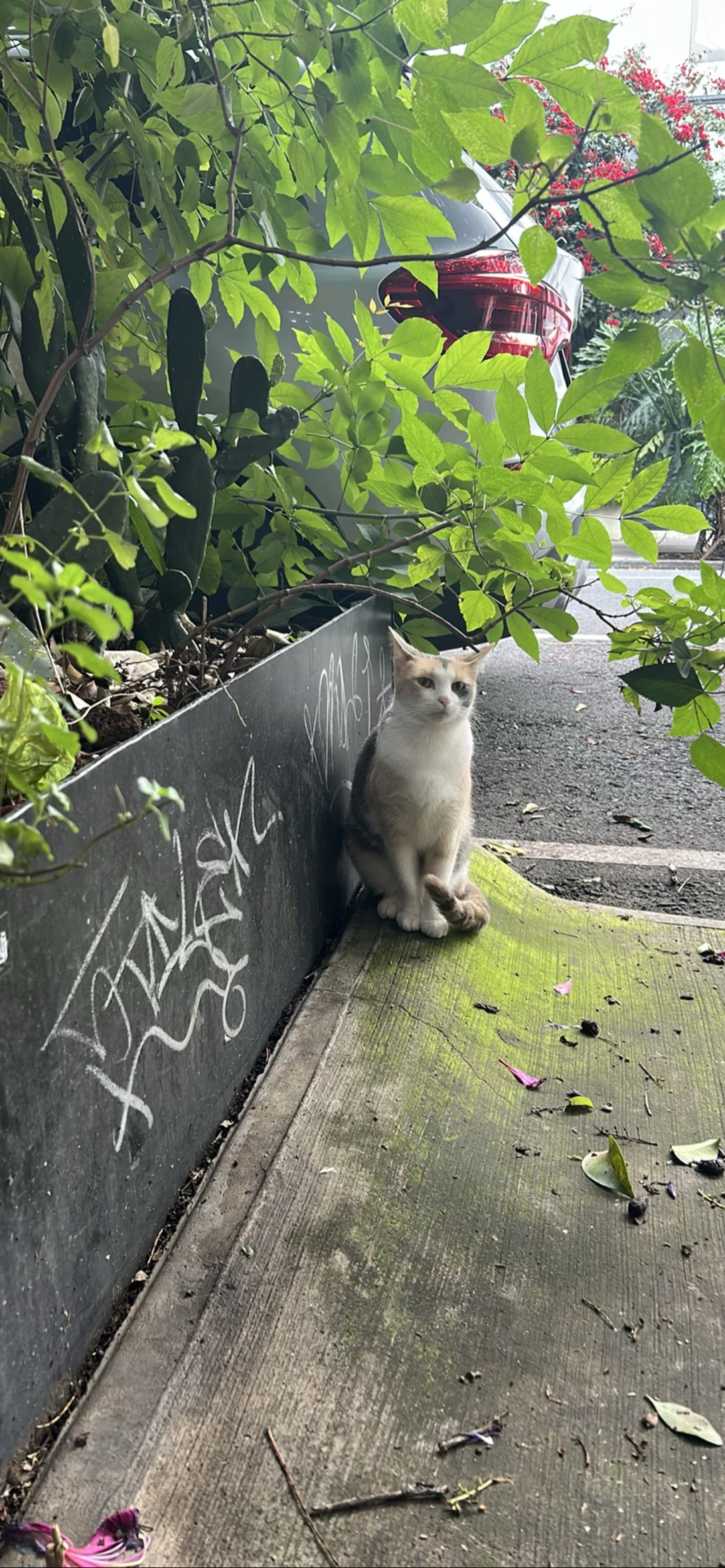 Catalina, a cat found on Chonk Finder