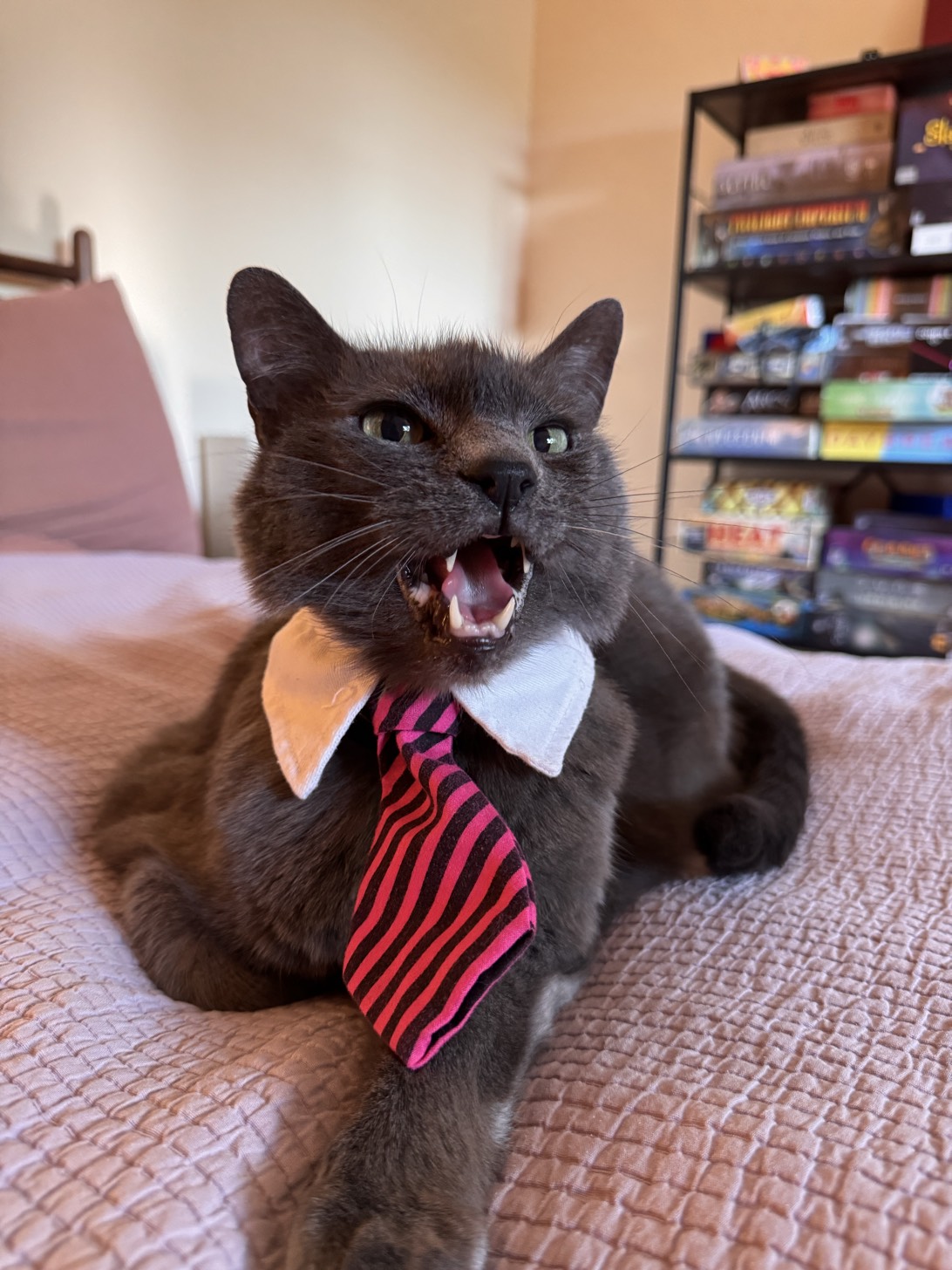 Cmdr Shepard, a cat found on Chonk Finder