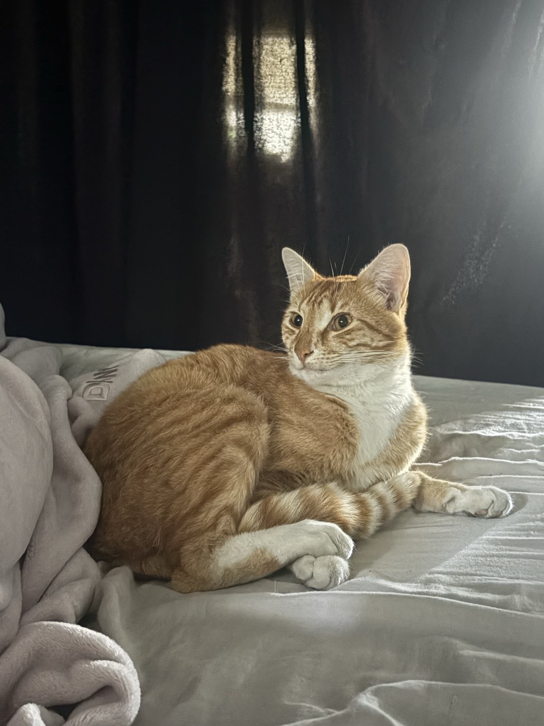 Toxy, a cat found on Chonk Finder