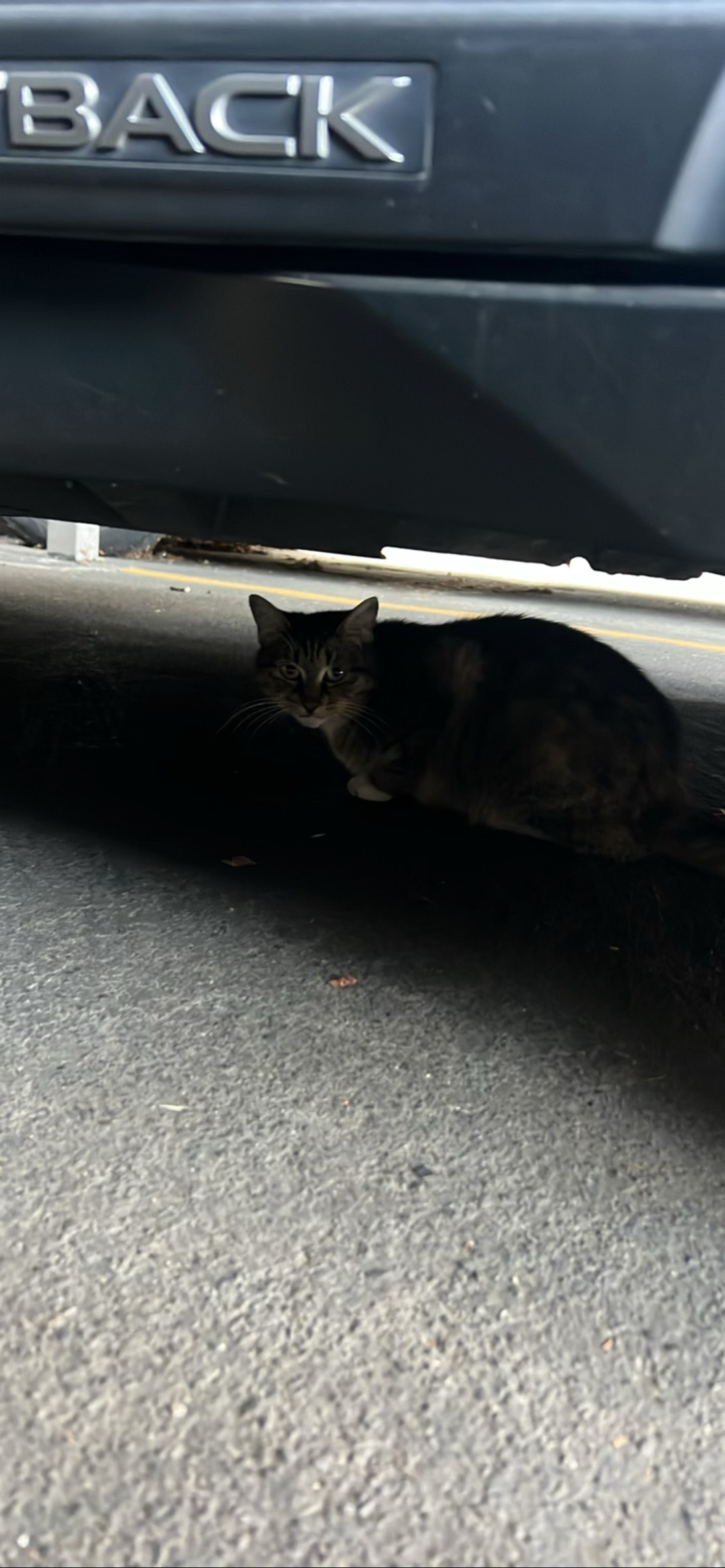 Dusk, a cat found on Chonk Finder