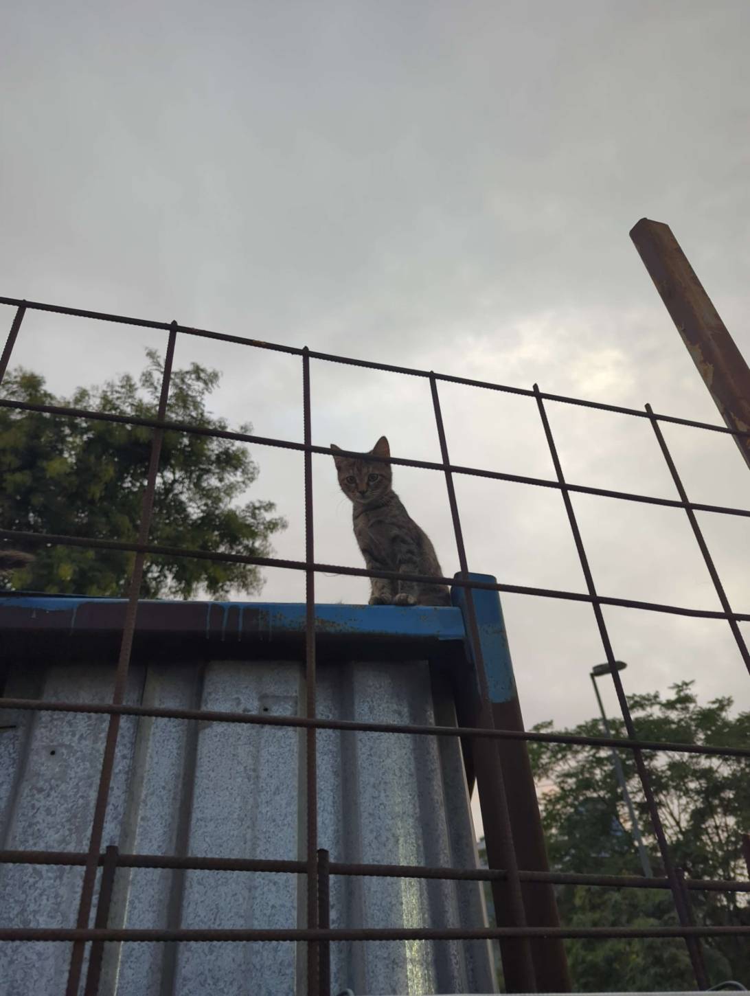 Boaty, a cat found on Chonk Finder