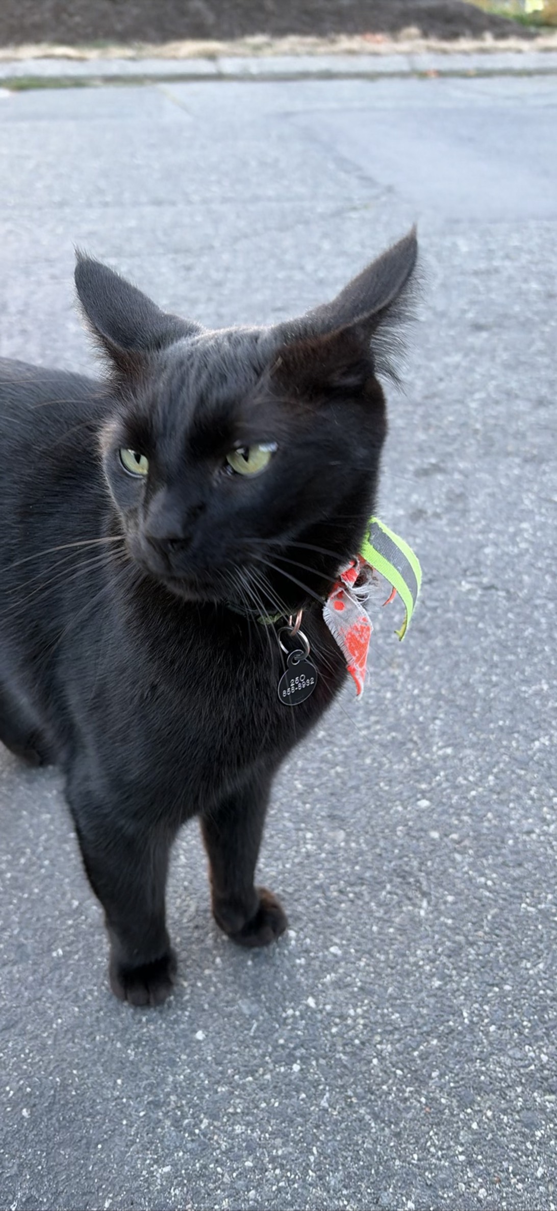 Jasper, a cat found on Chonk Finder
