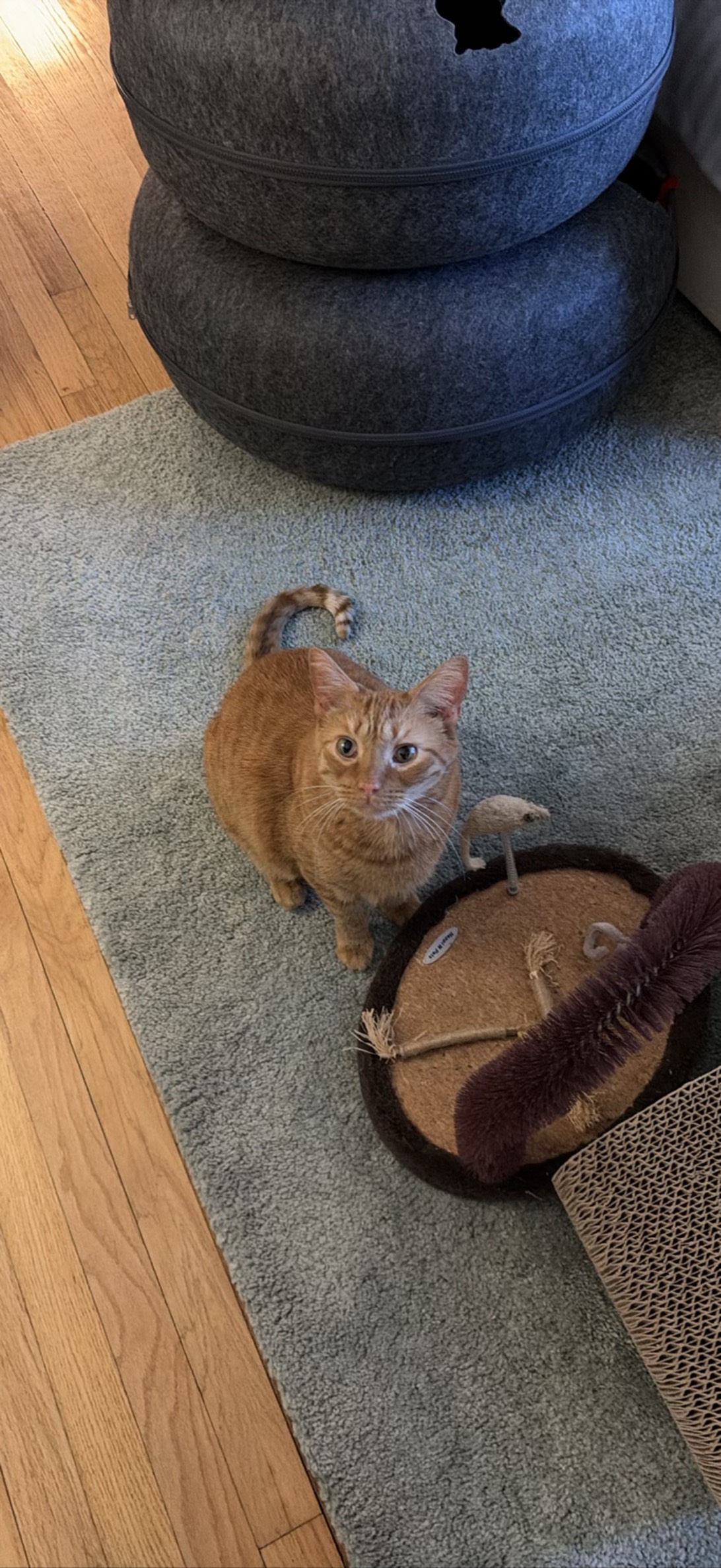 Theodore Lasso, a cat found on Chonk Finder