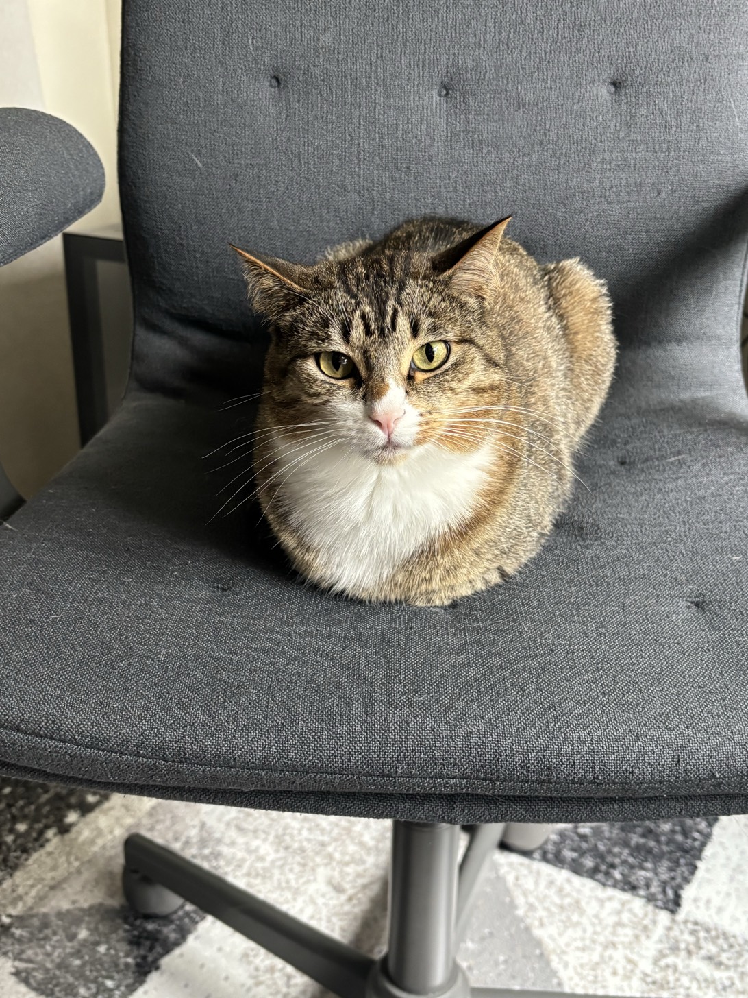 Ash, a cat found on Chonk Finder