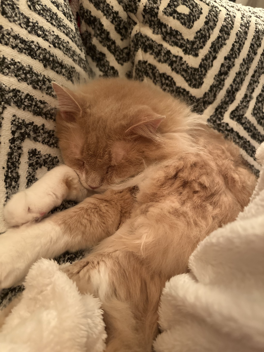 Hobbes, a cat found on Chonk Finder