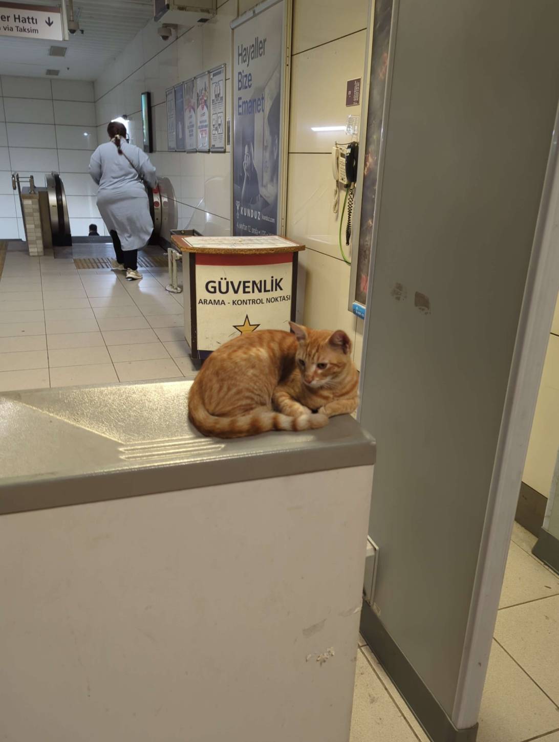 Security, a cat found on Chonk Finder