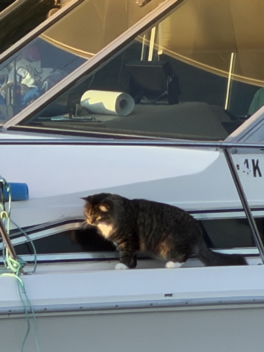 Rascal, a cat found on Chonk Finder