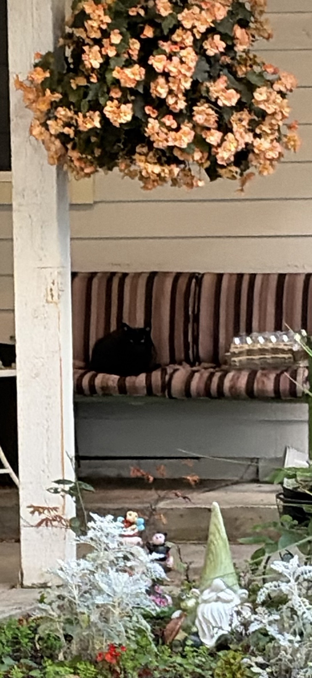 Crowley, a cat found on Chonk Finder