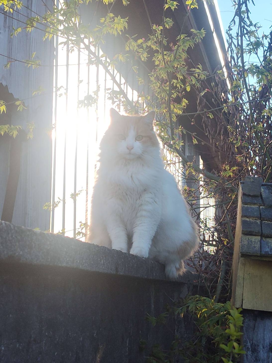 Ptolemy, a cat found on Chonk Finder