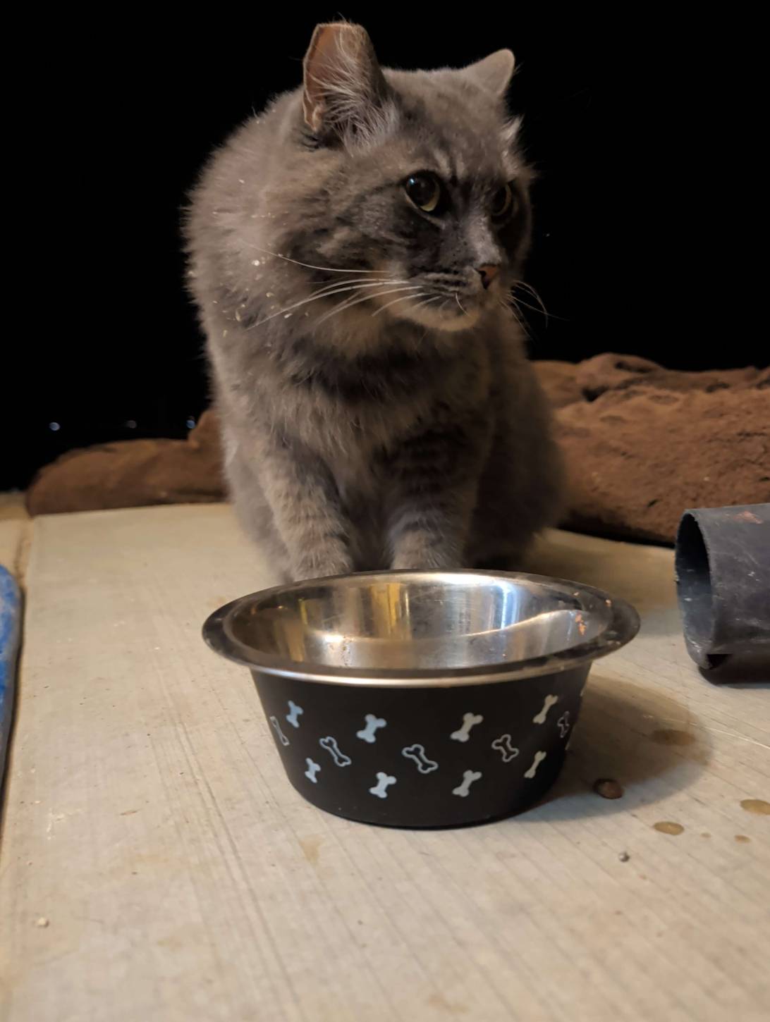 Bartholomew, a cat found on Chonk Finder
