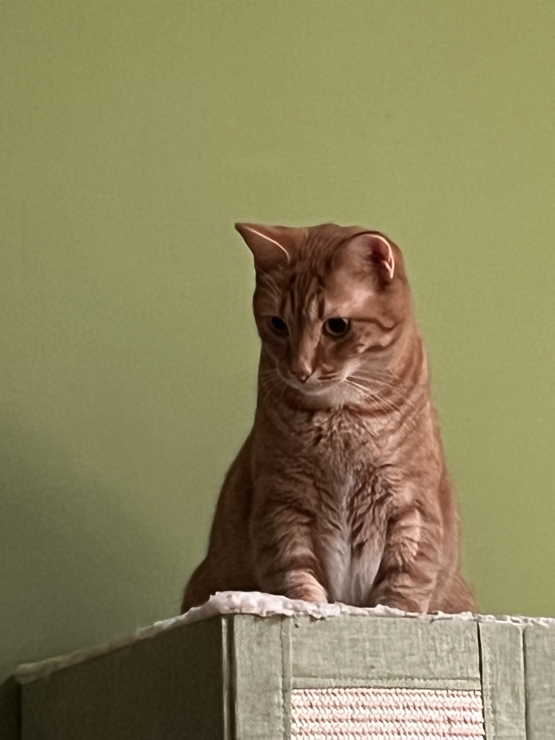 Crunchwrap Supreme, a cat found on Chonk Finder