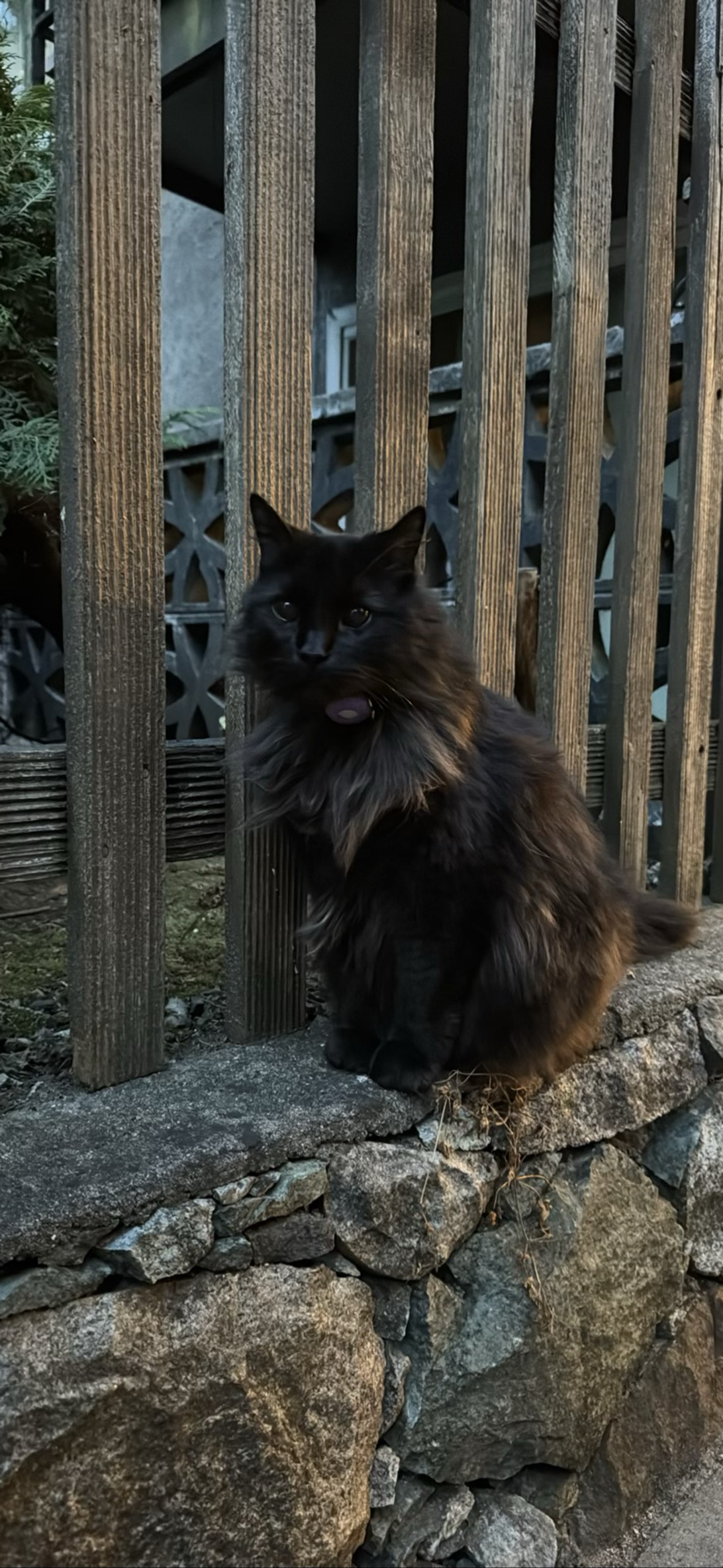Midnight Blep, a cat found on Chonk Finder