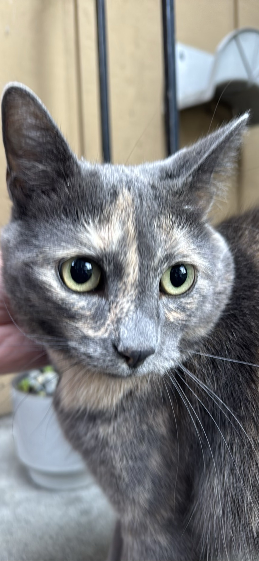 Priscilla, a cat found on Chonk Finder