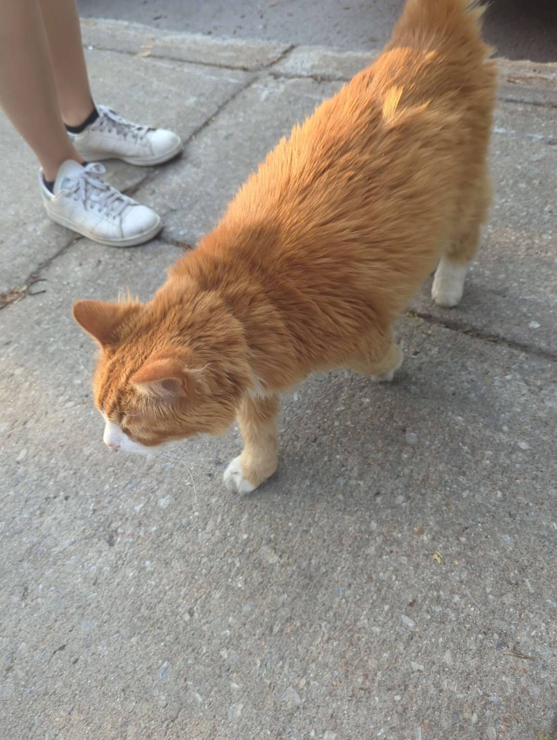 Lutin, a cat found on Chonk Finder