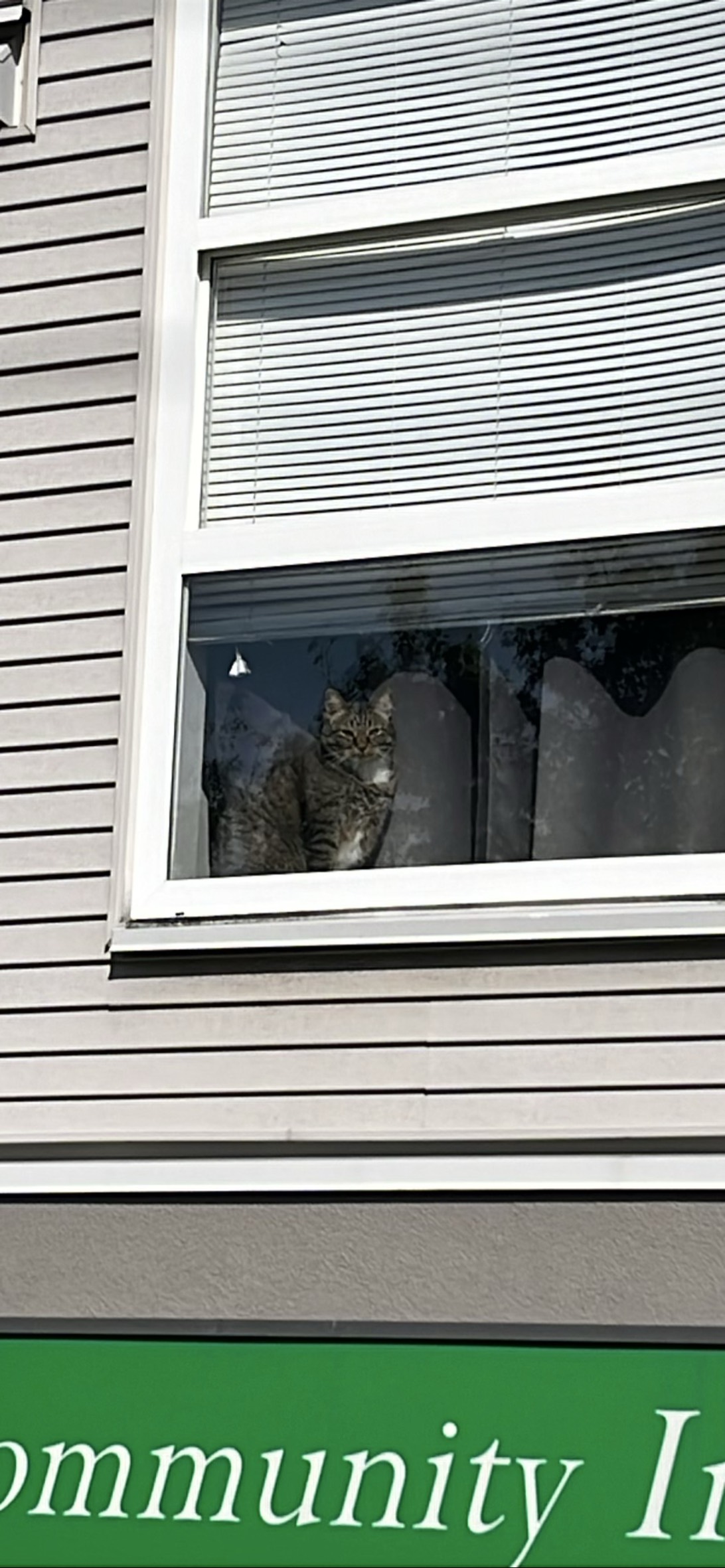 Patrol, a cat found on Chonk Finder