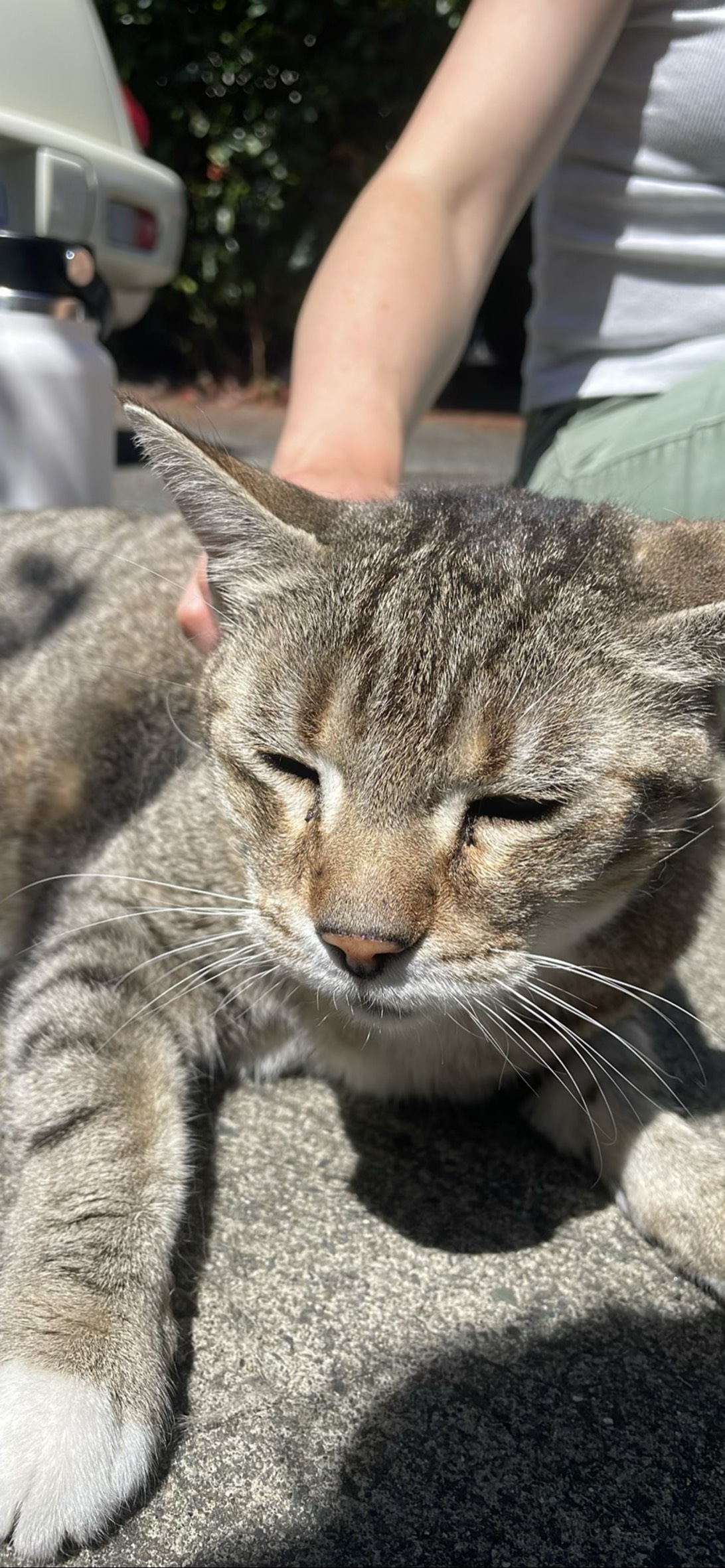 Carlos, a cat found on Chonk Finder