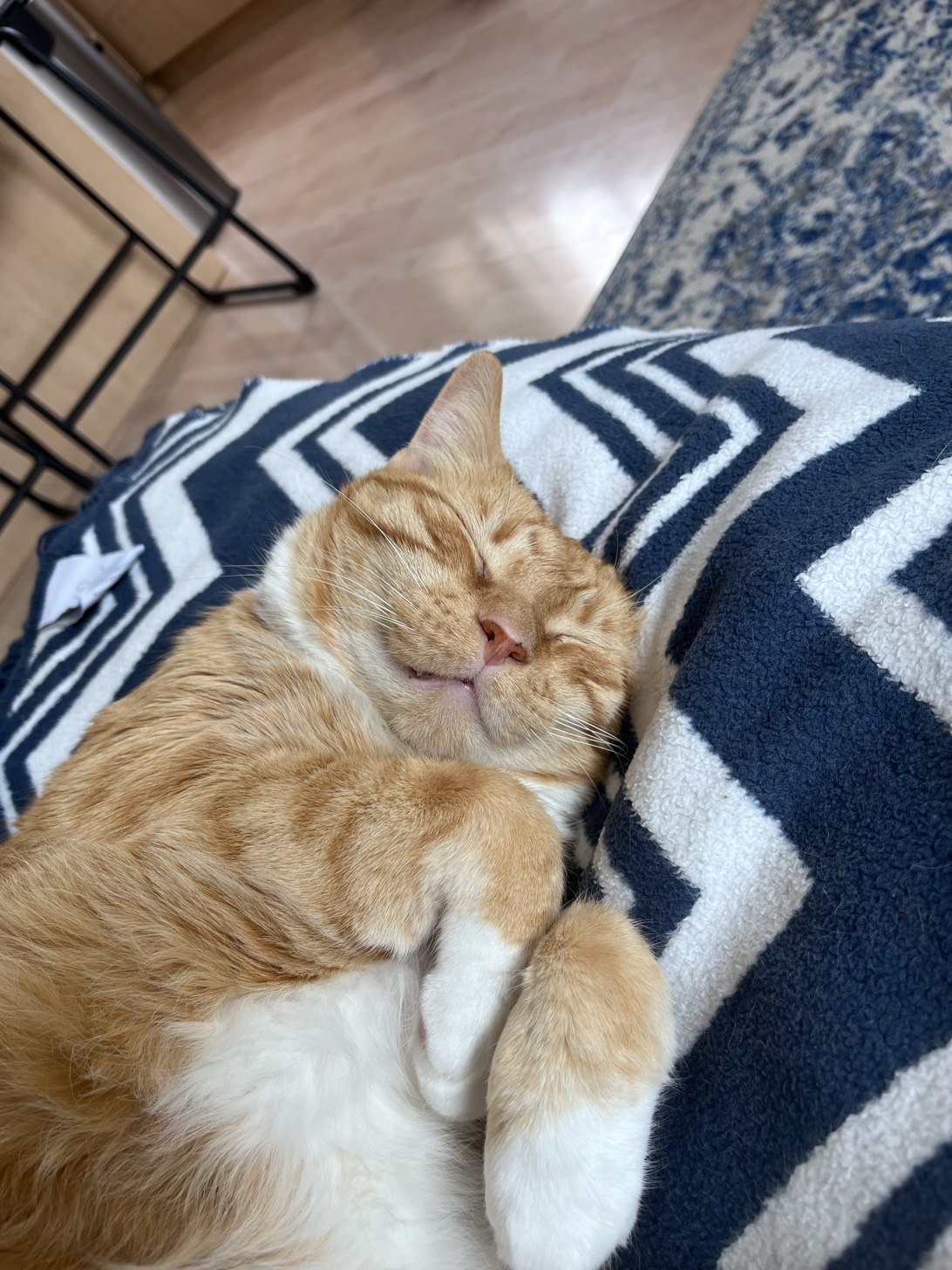 Frank, a cat found on Chonk Finder