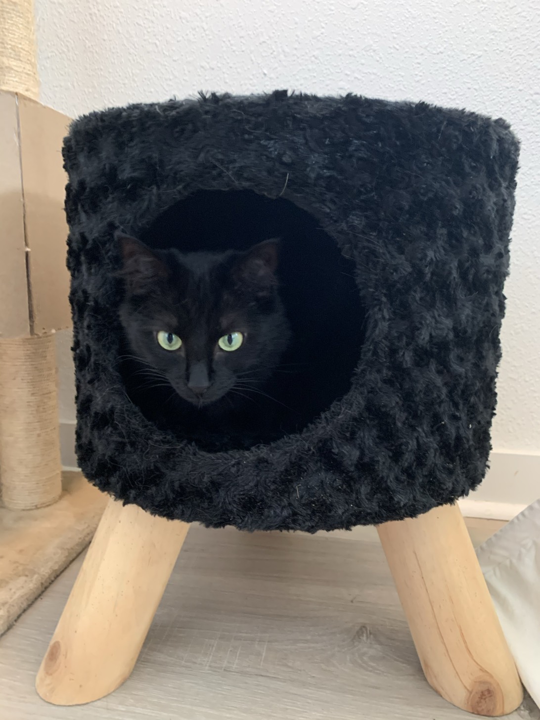 Salem, a cat found on Chonk Finder