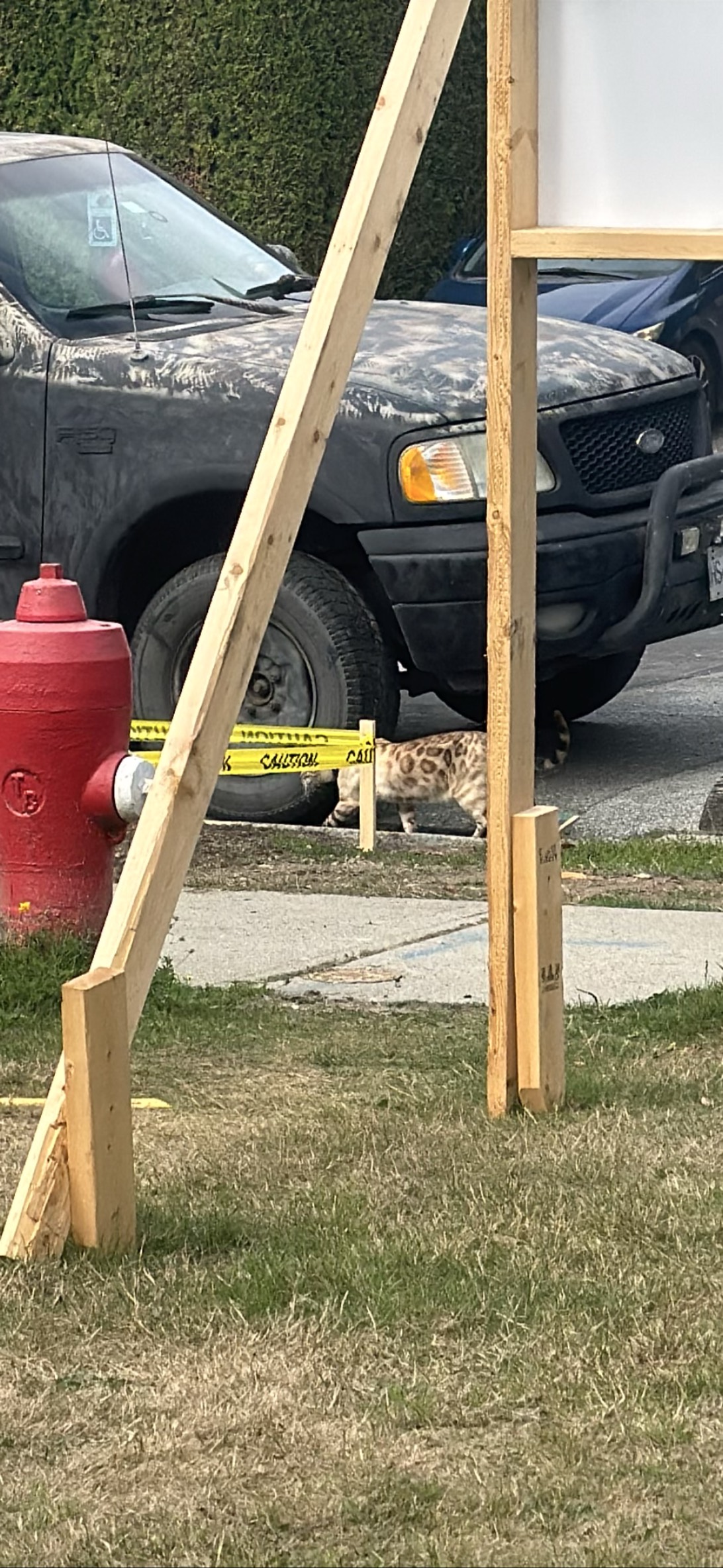 Konstructuon kitty, a cat found on Chonk Finder