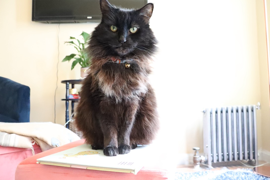 bearcub, a cat found on Chonk Finder