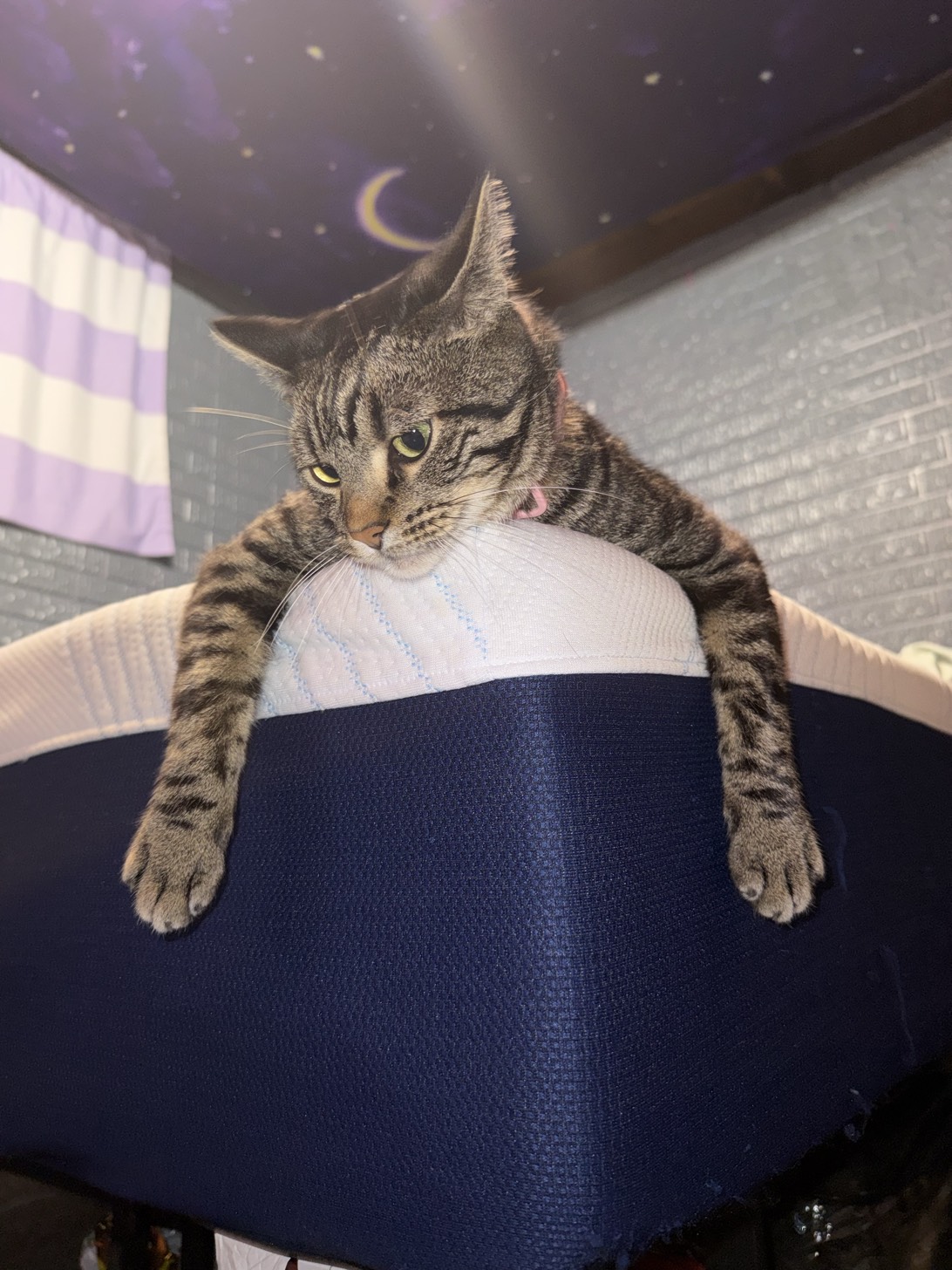 Wumbo, a cat found on Chonk Finder