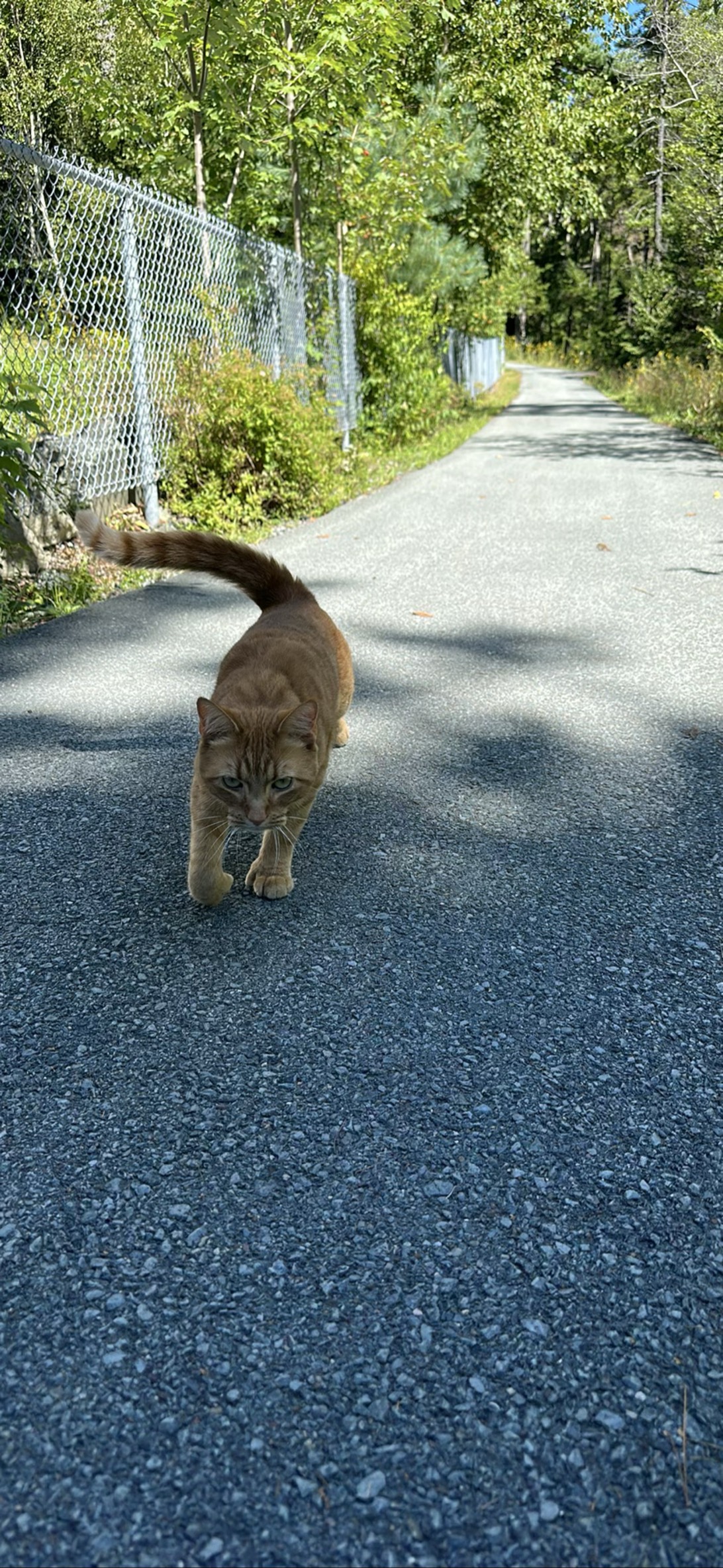 Clint, a cat found on Chonk Finder