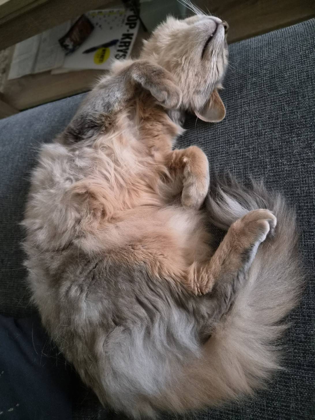 Alice, a cat found on Chonk Finder