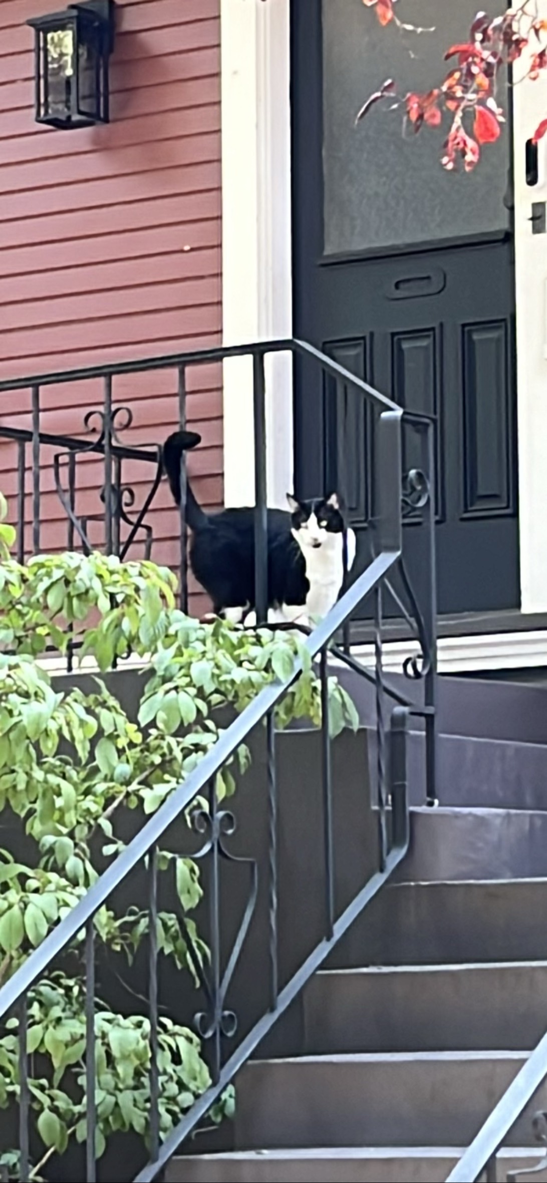 Reginald, a cat found on Chonk Finder