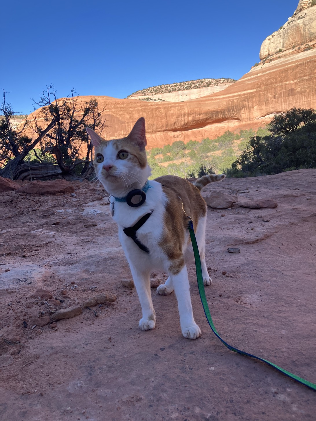 Sherbert, a cat found on Chonk Finder