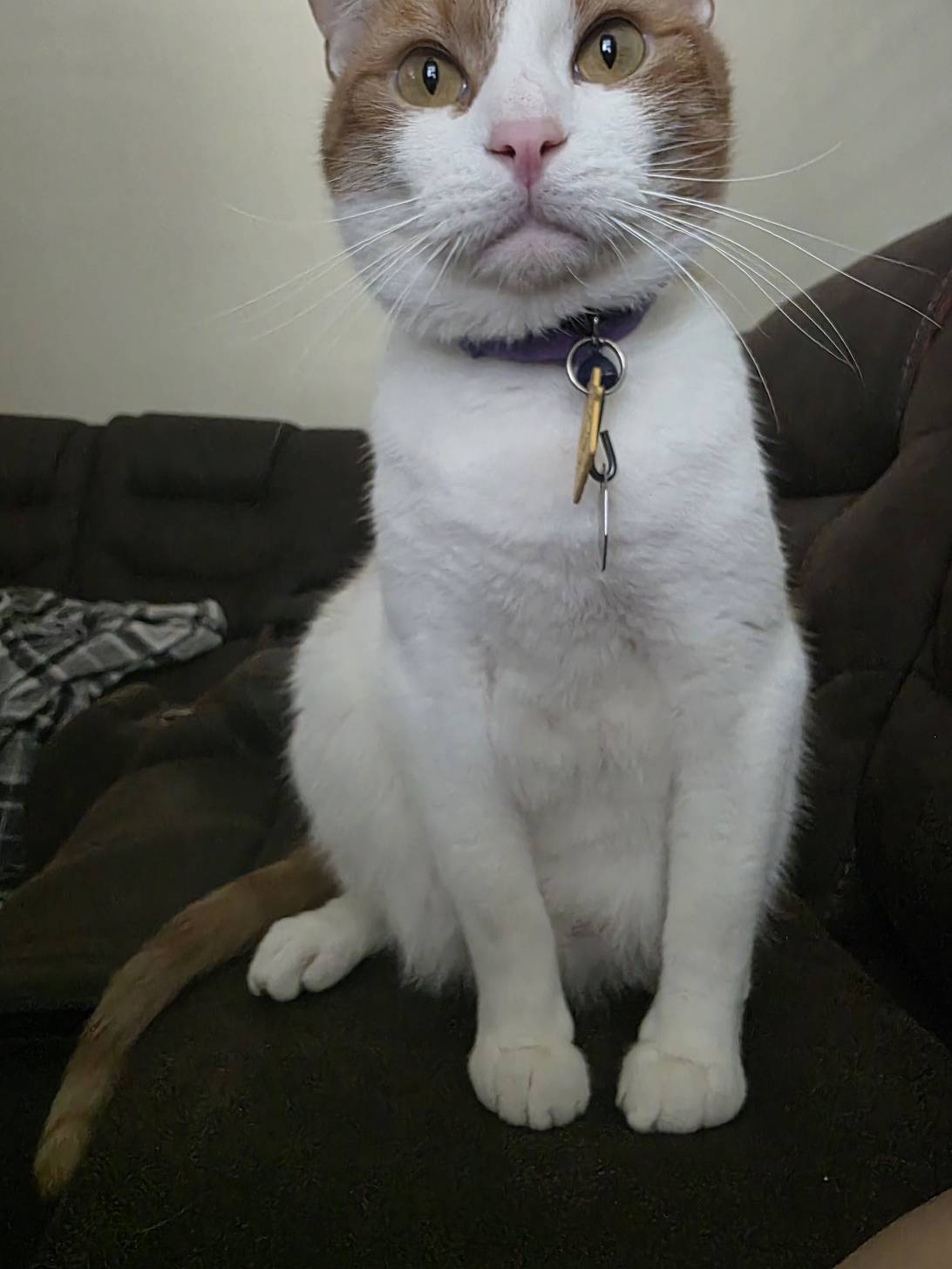 Zesty, a cat found on Chonk Finder