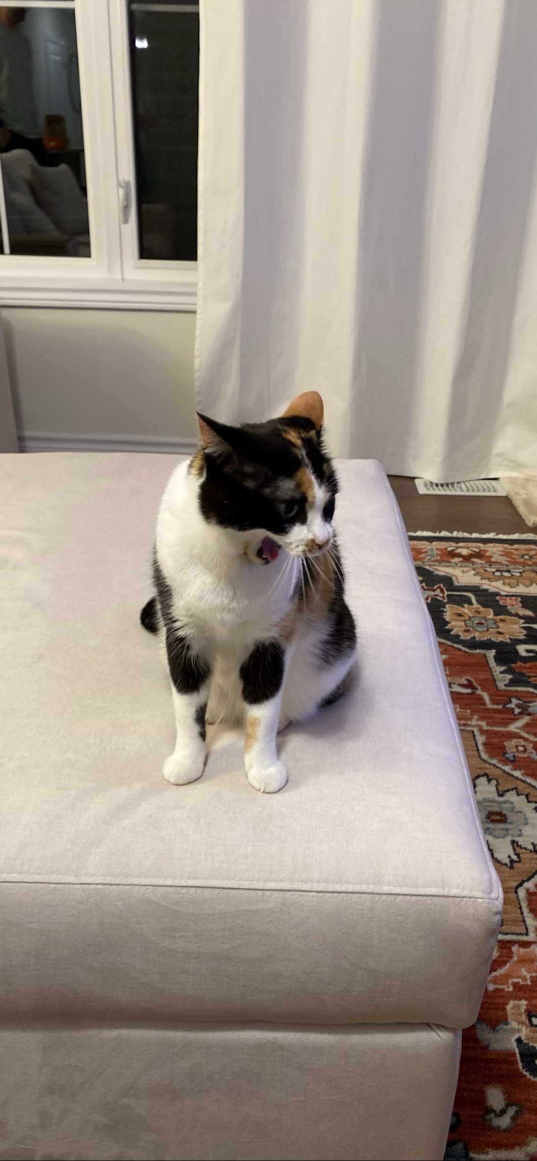 Sophie, a cat found on Chonk Finder