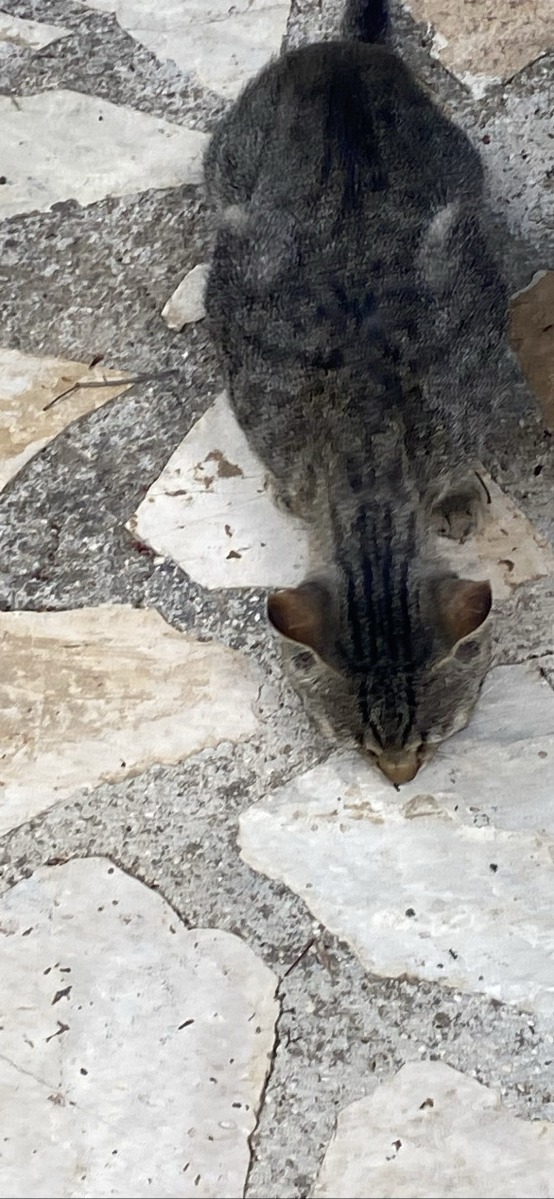 Cobble, a cat found on Chonk Finder