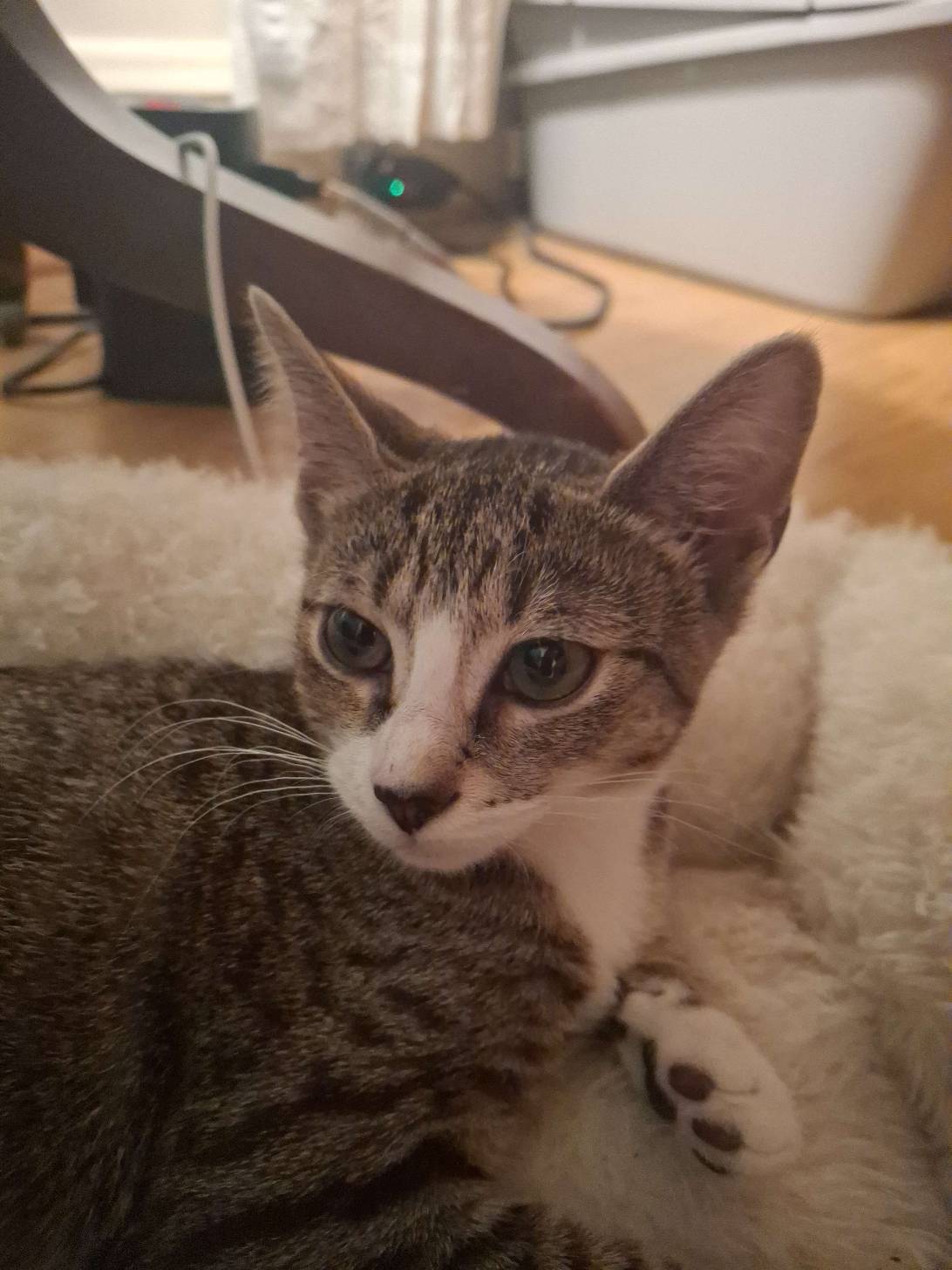 Ringo, a cat found on Chonk Finder