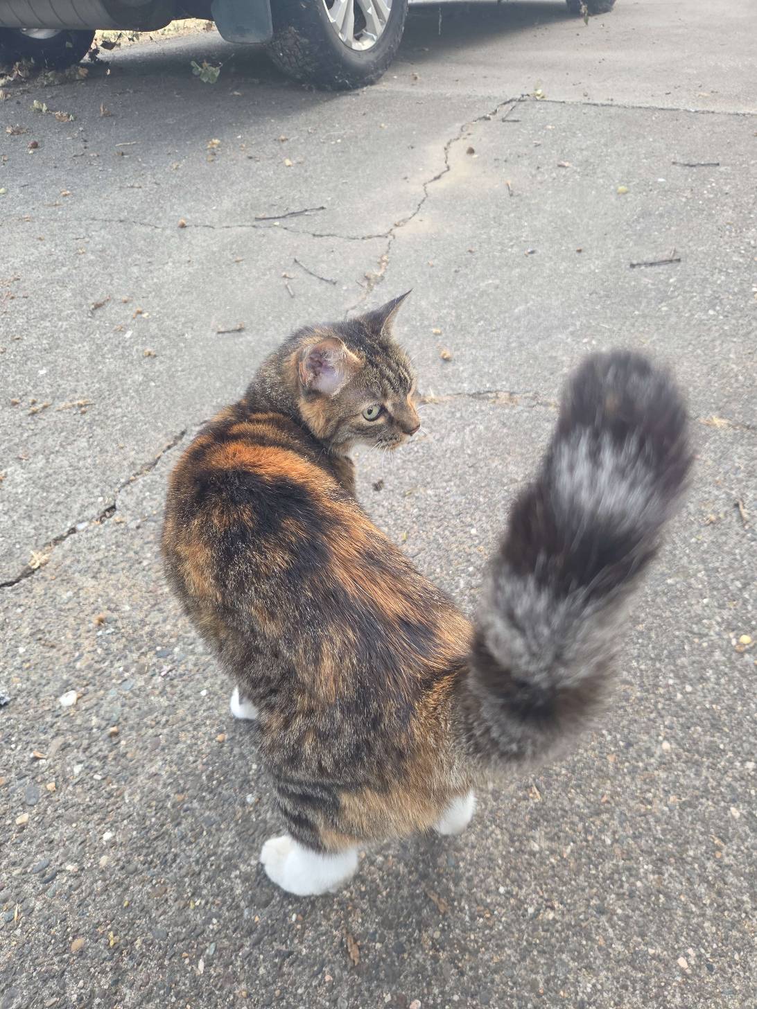 Miss Starbucks, a cat found on Chonk Finder