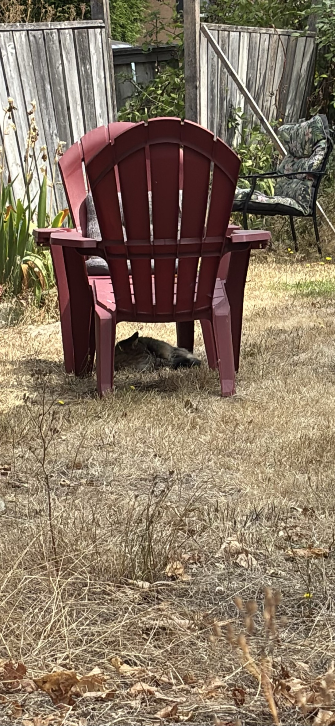 Burrow, a cat found on Chonk Finder
