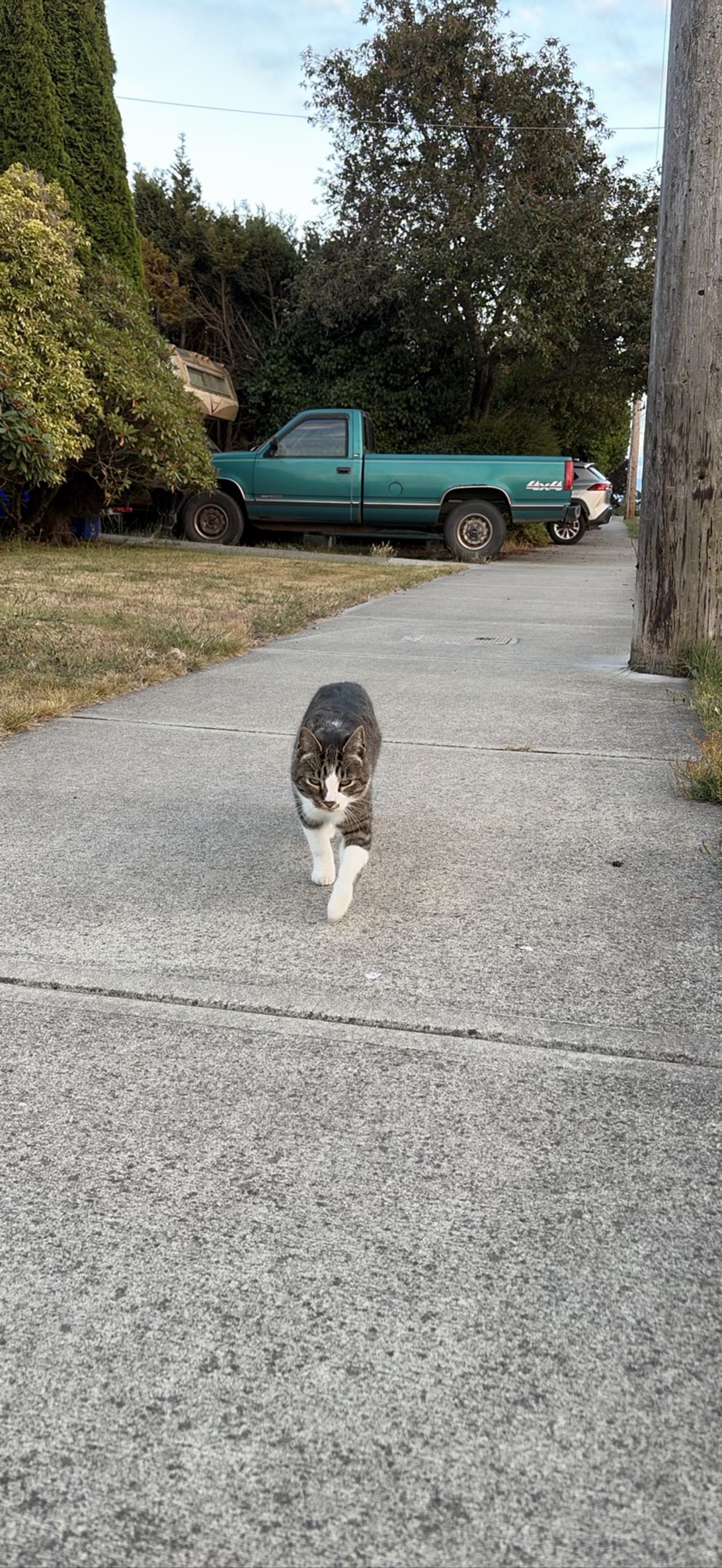 Clyde, a cat found on Chonk Finder