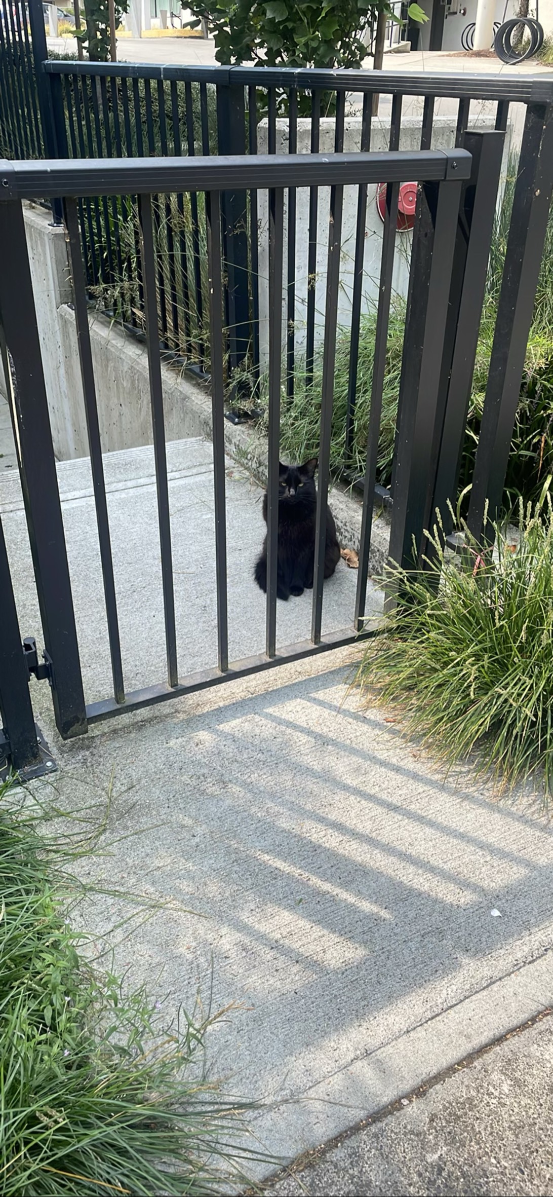 Gatsby, a cat found on Chonk Finder